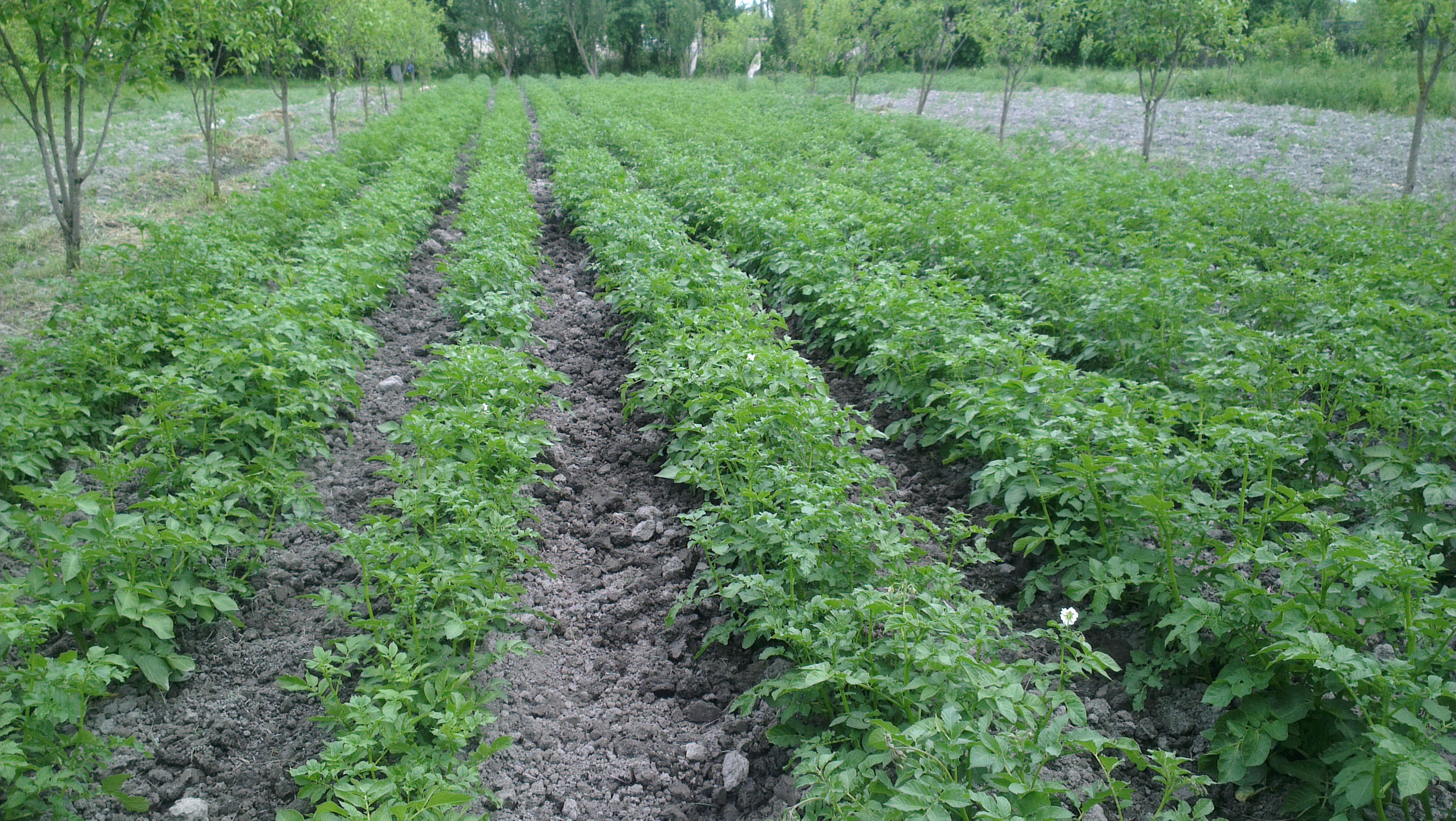 patates ekimi