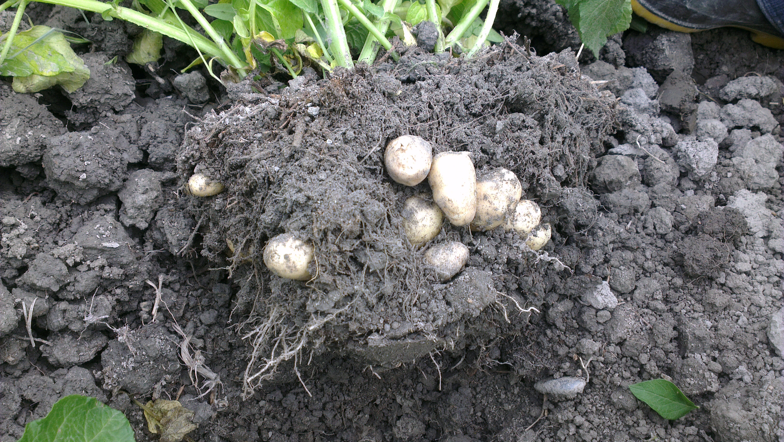 patates nasıl yetiştirilir